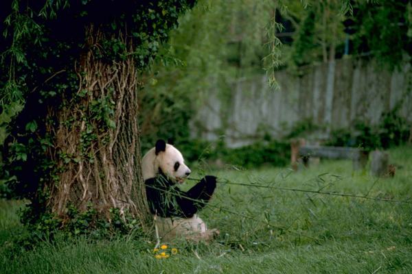 Pandas: Bears That Chose Bamboo Over Meat