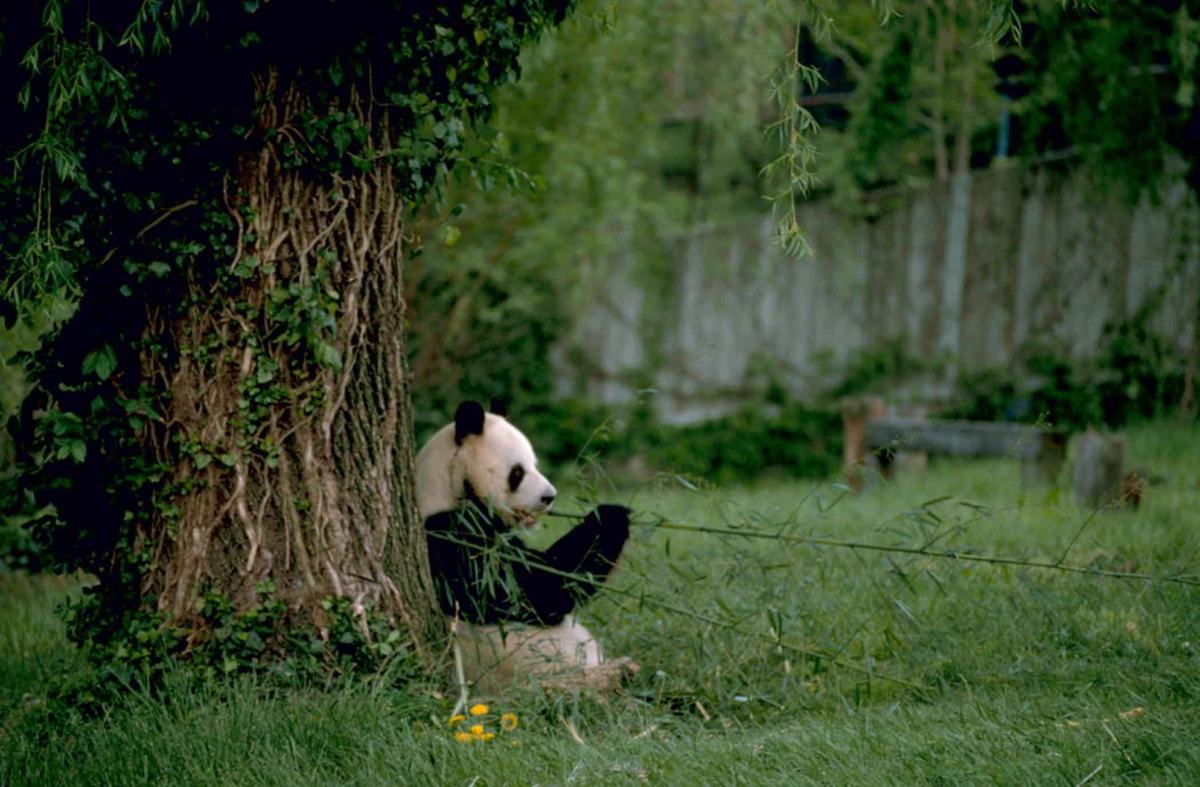Pandas: Bears That Chose Bamboo Over Meat