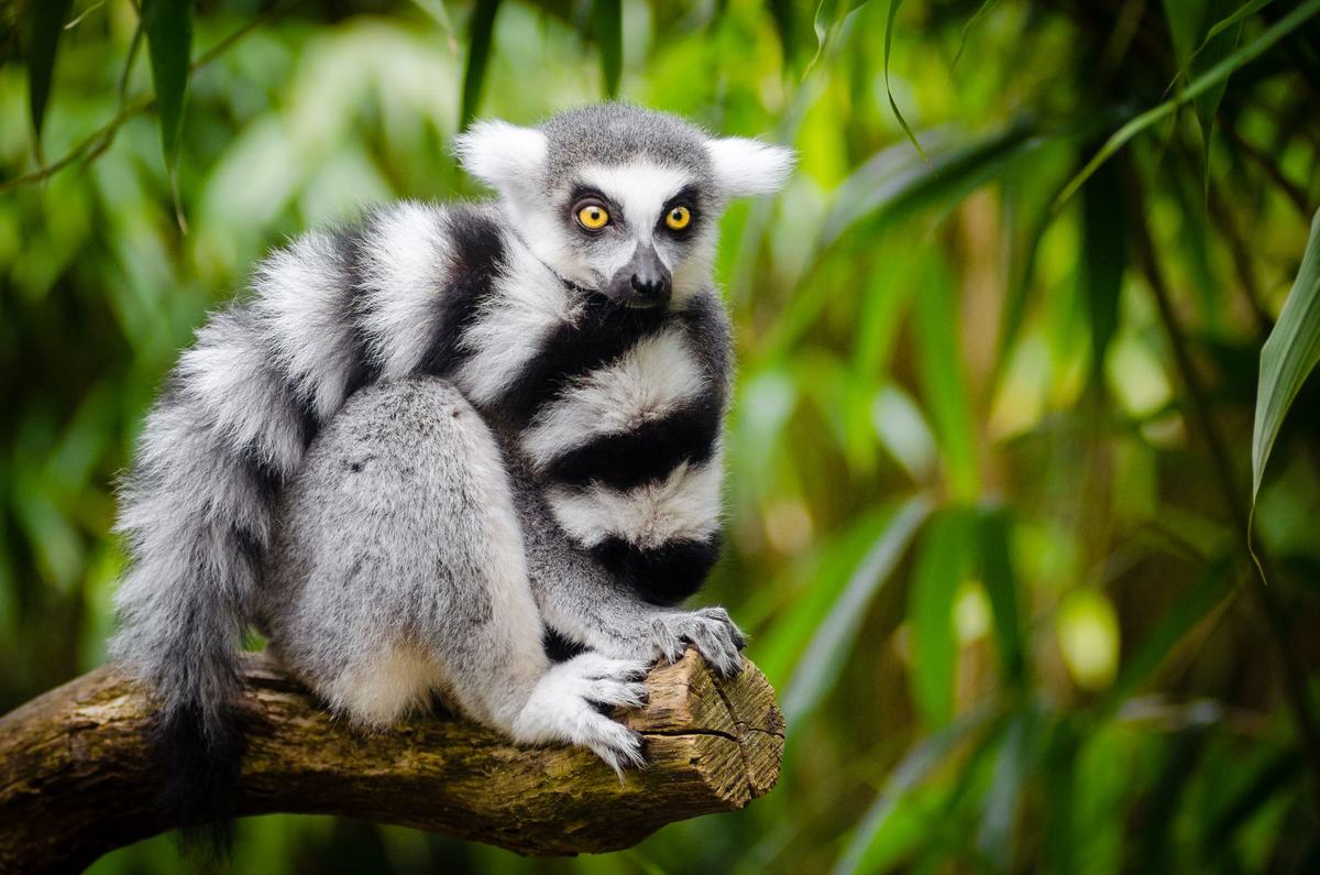 Madagaskar: Ostrov, kde evoluce šla jinou cestou