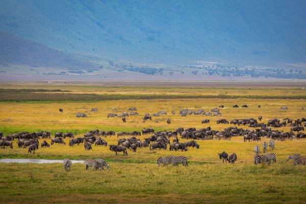 Tanzania: Where Africa's Highest Peak Meets the Serengeti