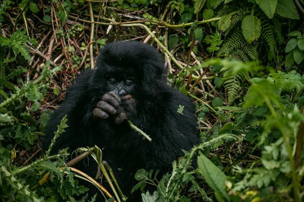 Rwanda: The Land of a Thousand Hills