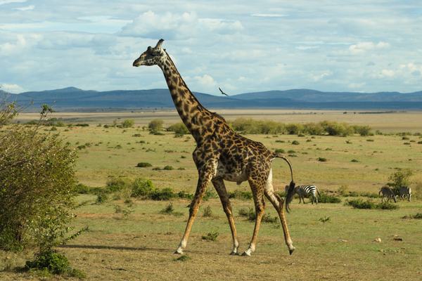 Kenya: The Country That Invented the Modern Safari