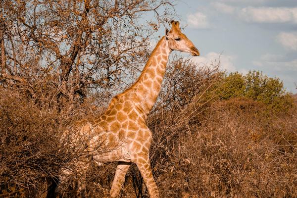 Fascinating and Little-Known Facts About Botswana That Will Surprise You