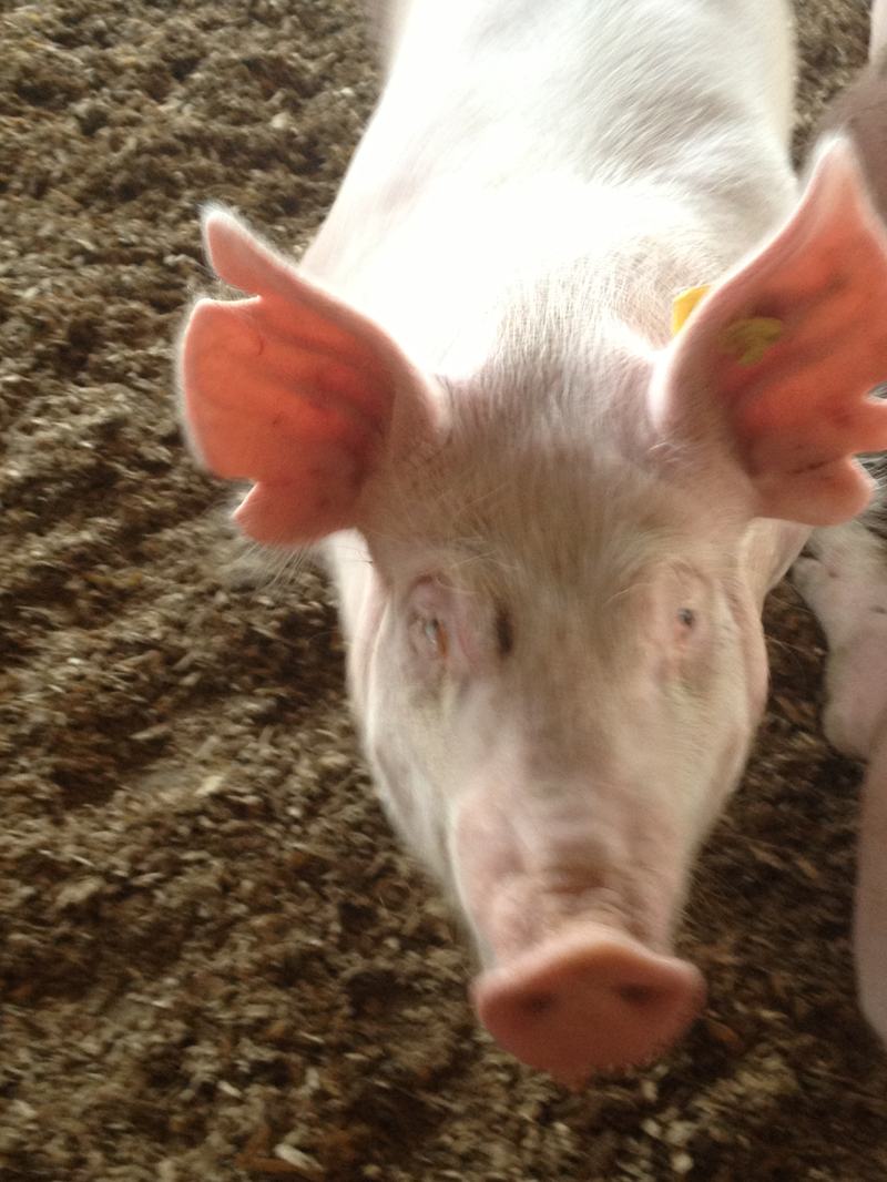 A domestic pig standing outdoors in a grassy field