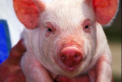Pigs: Smarter Than Your Average Farmyard Resident