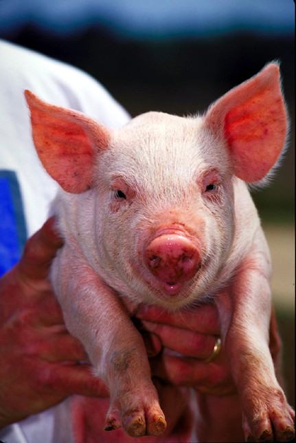 Pigs: Smarter Than Your Average Farmyard Resident