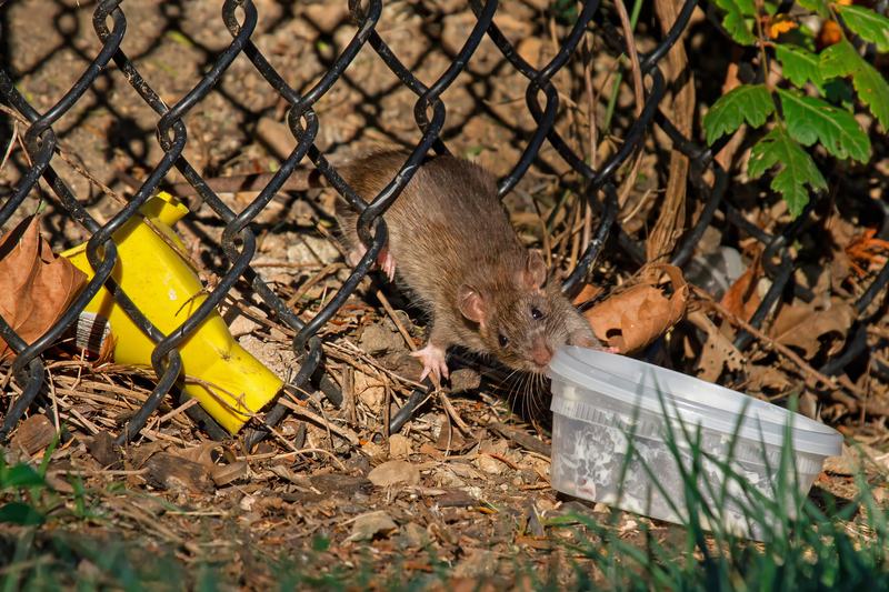 A wild brown rat gripping a discarded food container in a city park
