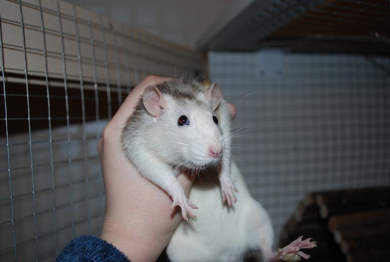 A grey pet rat sitting upright and looking towards the camera