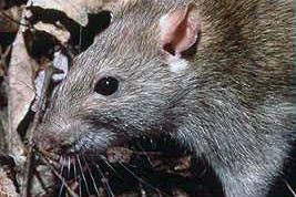 Rats: The Clever Rodents We Keep Underestimating