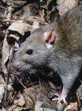 Rats: The Clever Rodents We Keep Underestimating
