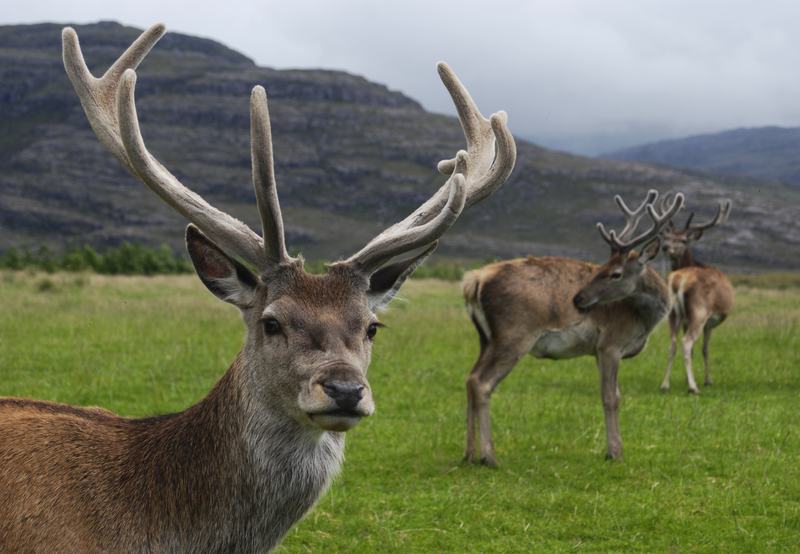 A red deer stag with a full set of branching antlers standing in open moorland