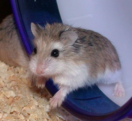 A small sandy-coloured Roborovski dwarf hamster on a pale surface