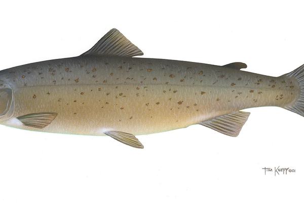 Salmon: Ocean Wanderers That Find Their Way Home