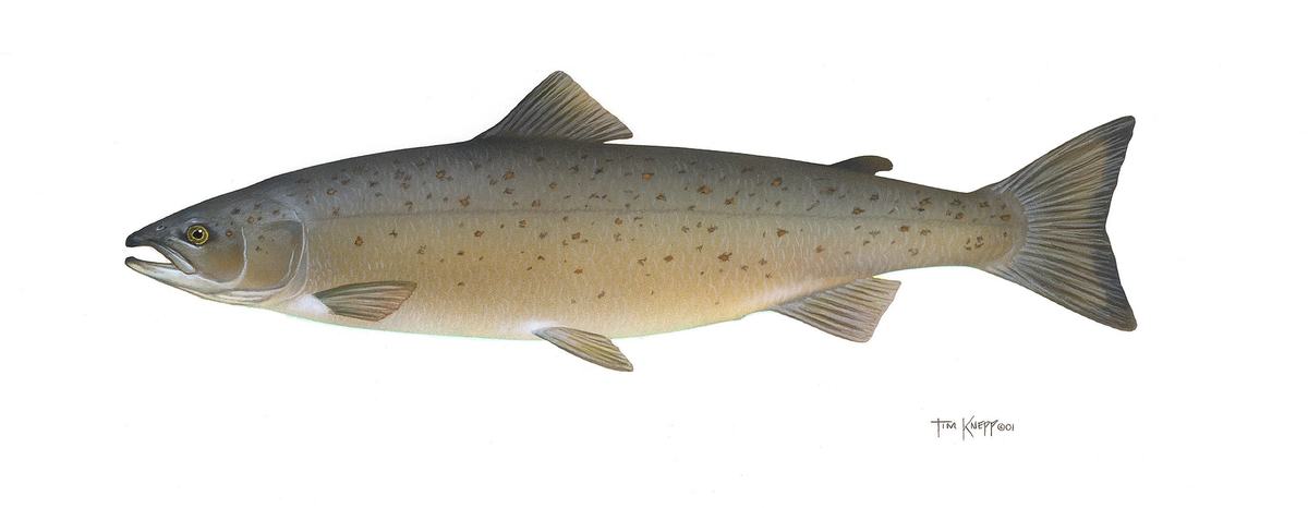 Salmon: Ocean Wanderers That Find Their Way Home