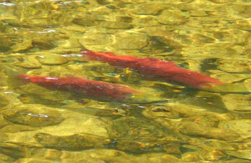 Two sockeye salmon over gravel on the spawning grounds