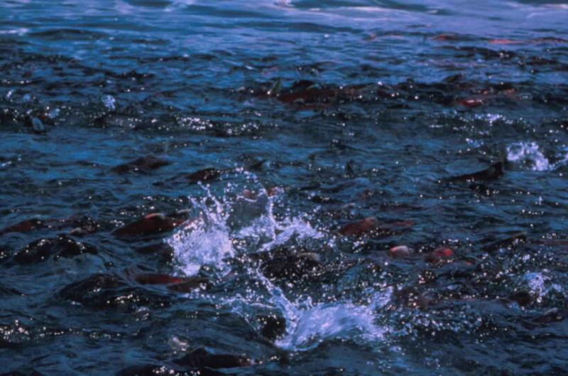 A bright red sockeye salmon in spawning condition in shallow water