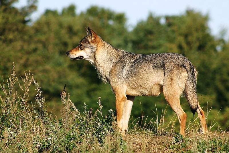 A grey wolf standing alert with ears raised