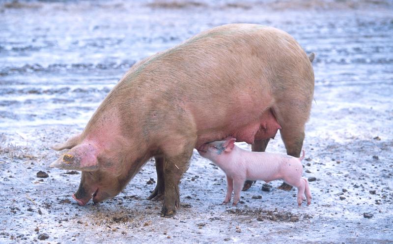 A sow lying on straw beside a young piglet