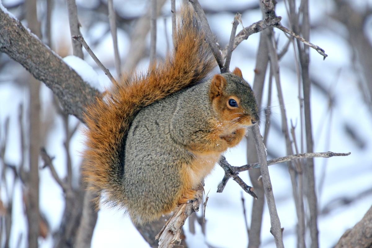 Squirrels: Shadow-Tails That Plant Forests