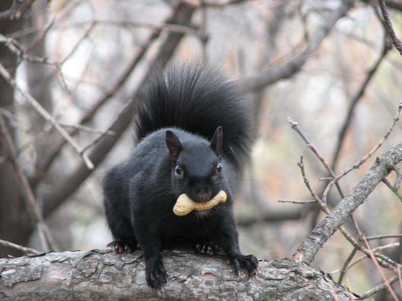 A melanistic black eastern grey squirrel sitting on grass