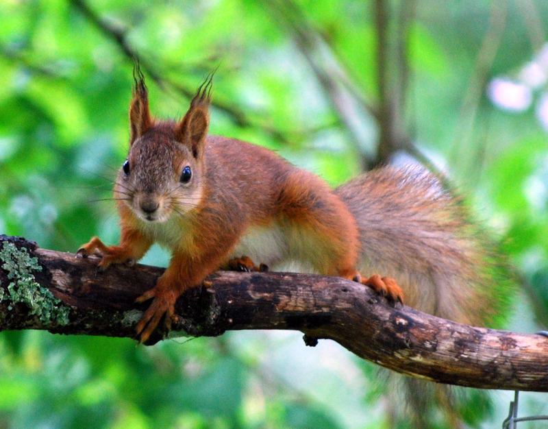 A young red squirrel perched on a branch
