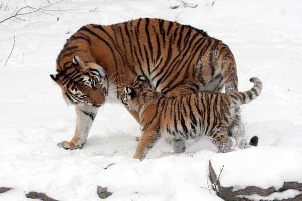 Tigers: The Biggest Cat, Striped Down to the Skin