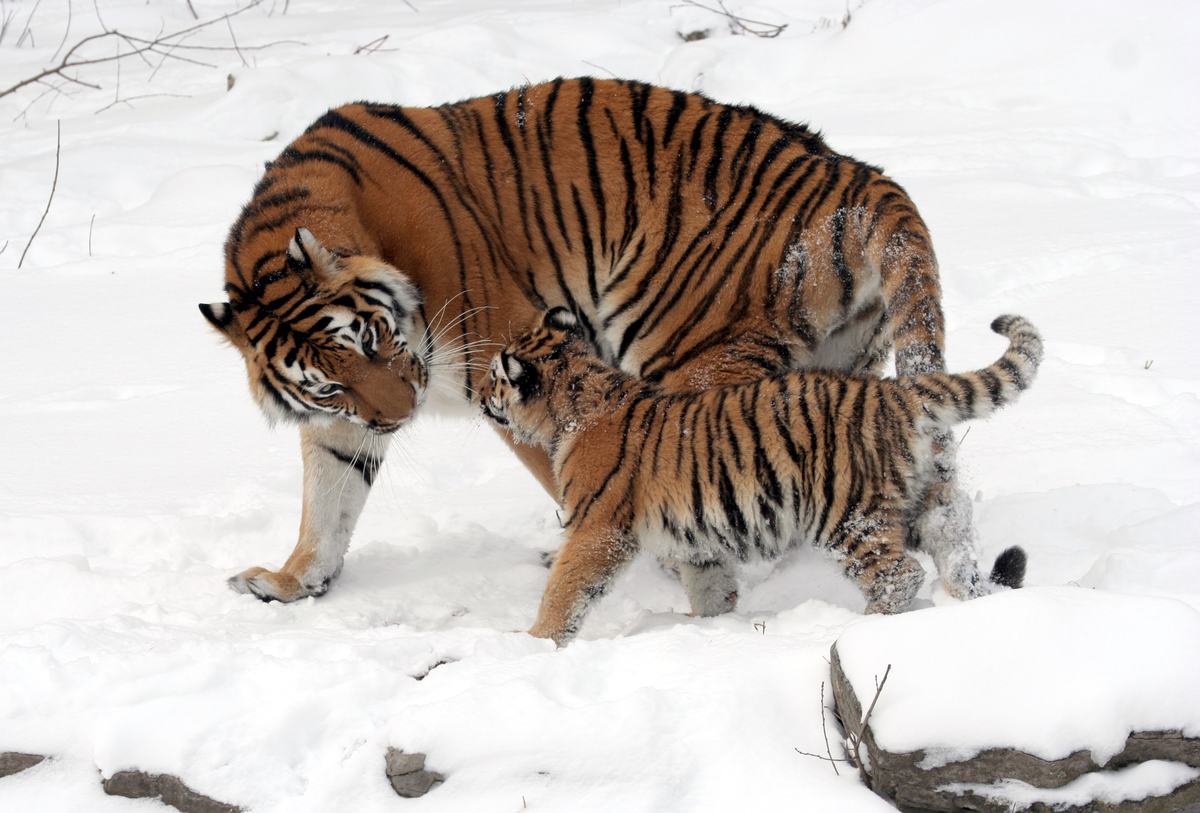 Tigers: The Biggest Cat, Striped Down to the Skin