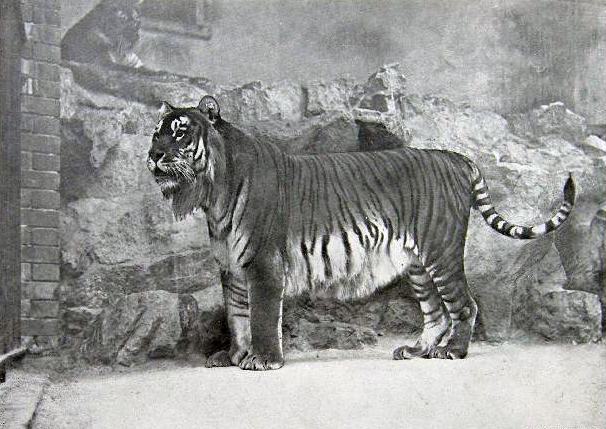 Historical photograph of a Caspian tiger, a subspecies now extinct
