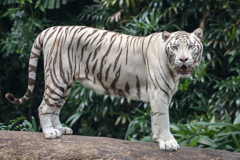 A white tiger with dark stripes standing and facing forward
