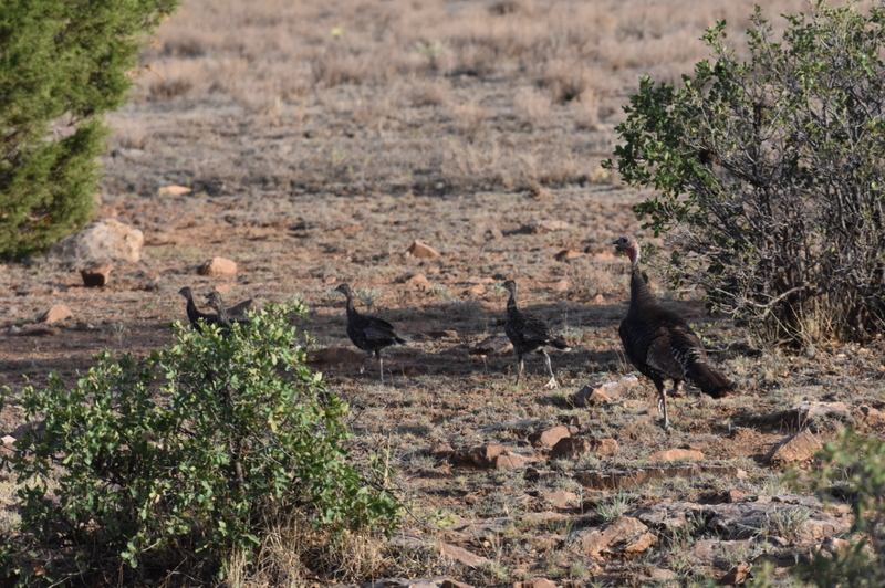 A wild turkey hen walking through grass with several small striped poults