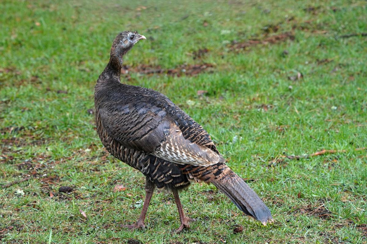 Turkeys: Colour-Changing Heads and a Naming Mix-Up