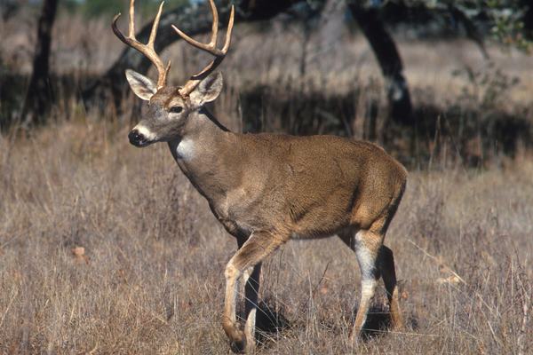 Deer: The Antler-Growing Athletes of the Woods