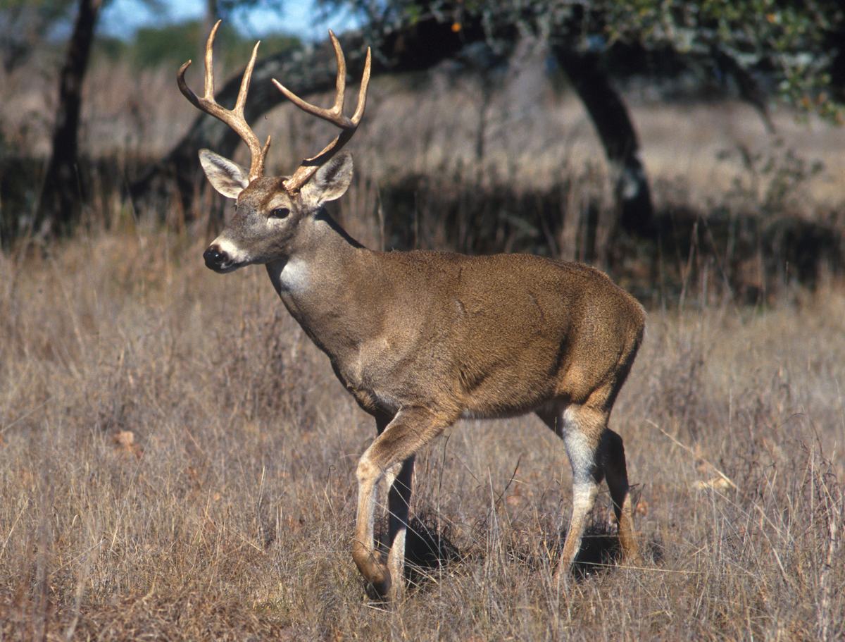 Deer: The Antler-Growing Athletes of the Woods