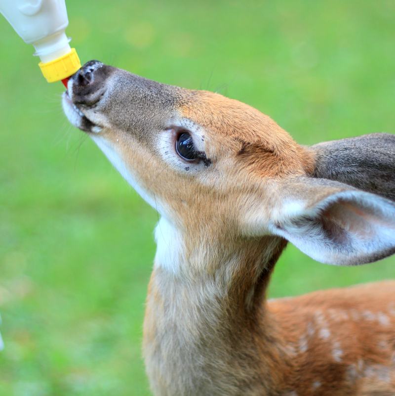 A white-tailed doe standing beside her young spotted fawn