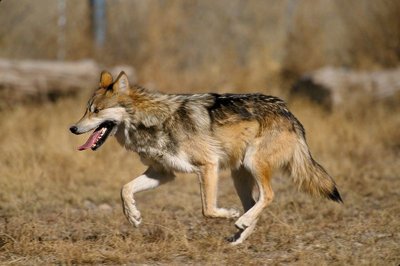 A wolf trotting at speed across open ground