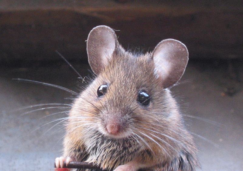 A wood mouse with large eyes and ears among leaves