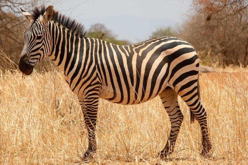 A single plains zebra standing side on in dry grassland