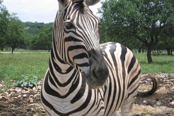 Zebras: The Stripes Are Only Half the Story