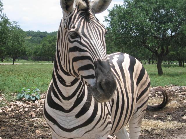 Zebras: The Stripes Are Only Half the Story