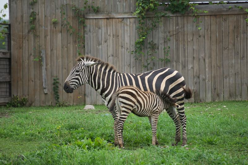 An adult zebra standing beside its young foal